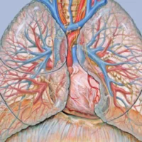 Como se prevenir de problemas respiratórios e asma?